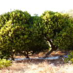 Mastic tree