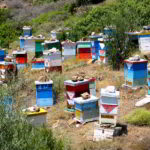 Beekeeping